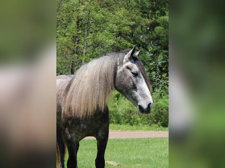 Percheron Gelding 6 years 15,3 hh Grey-Dapple in Howell MI