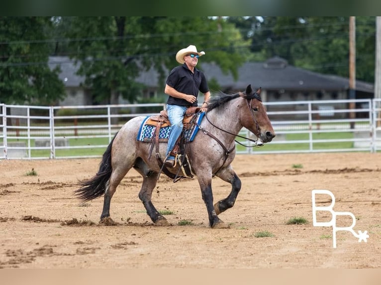 Percheron Gelding 6 years 15 hh Roan-Bay in Mountain Grove MO