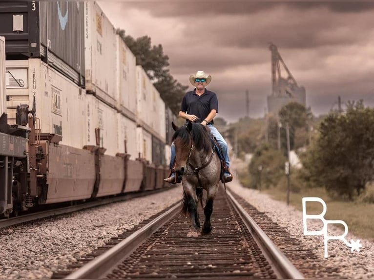 Percheron Gelding 6 years 15 hh Roan-Bay in Mountain Grove MO