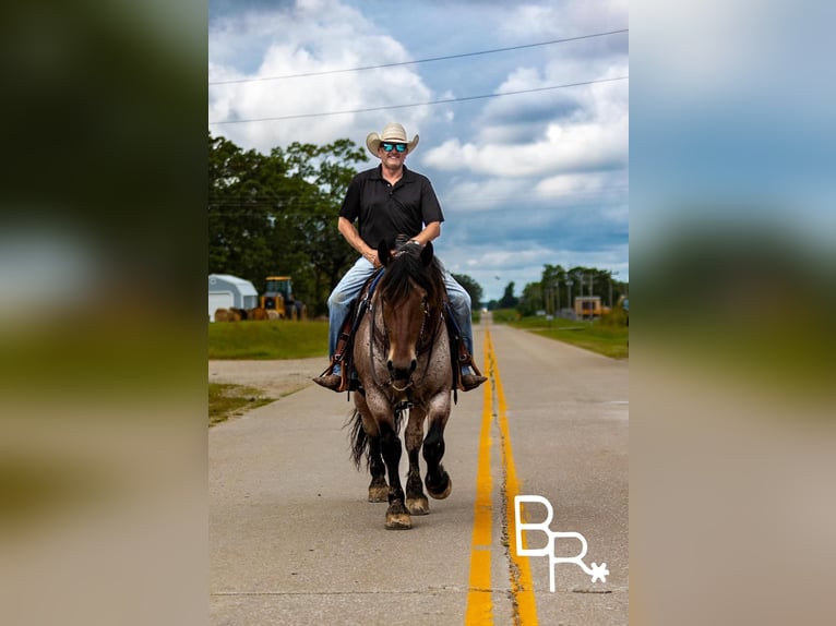 Percheron Gelding 6 years 15 hh Roan-Bay in Mountain Grove MO