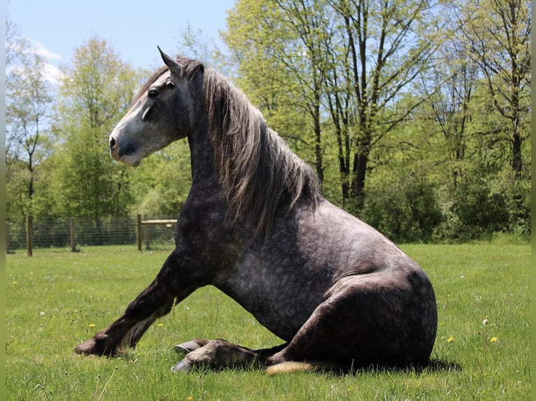 Percheron Gelding 6 years 15,3 hh Grey-Dapple in Howell MI