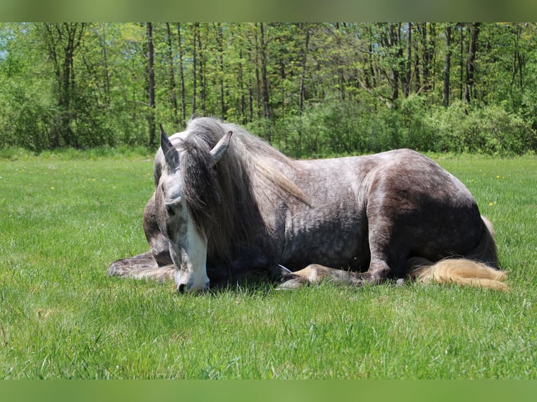 Percheron Gelding 6 years 15,3 hh Grey-Dapple in Howell MI