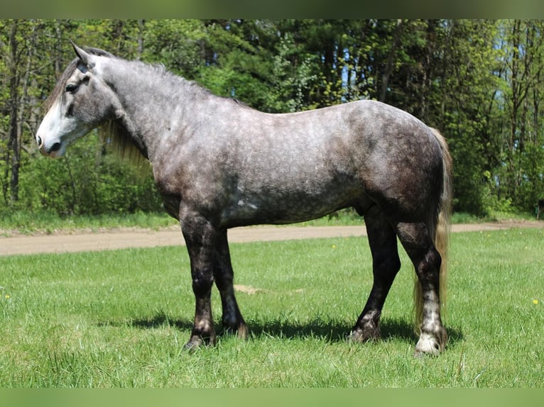 Percheron Gelding 6 years 15,3 hh Grey-Dapple in Howell MI