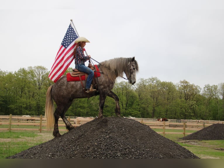 Percheron Gelding 6 years 15,3 hh Grey-Dapple in Howell MI