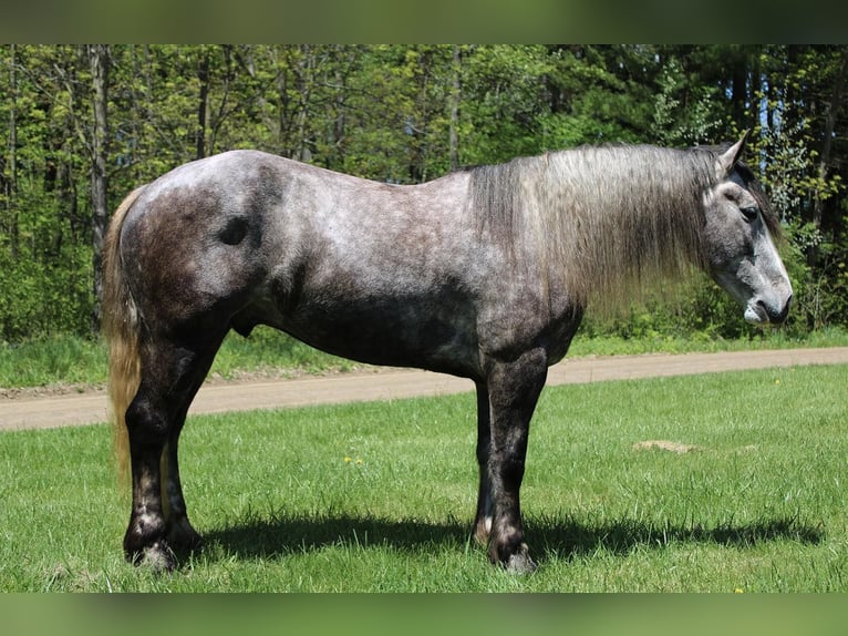 Percheron Gelding 6 years 15,3 hh Grey-Dapple in Howell MI