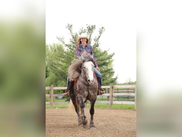 Percheron Gelding 6 years 15,3 hh Grey-Dapple in Howell MI