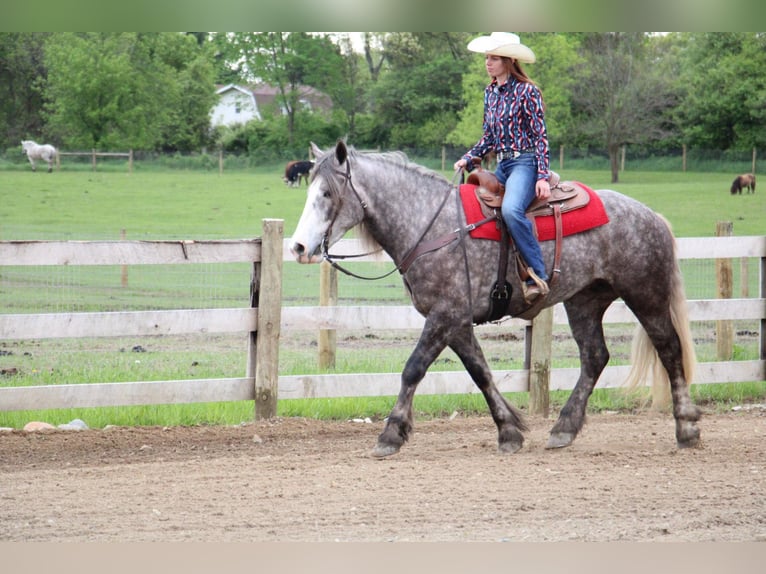 Percheron Gelding 6 years 15,3 hh Grey-Dapple in Howell MI