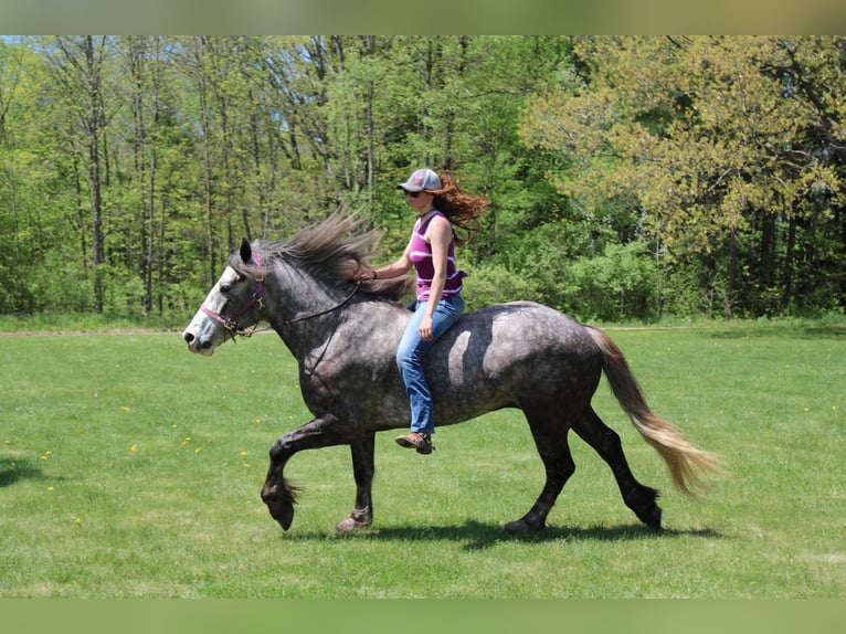 Percheron Gelding 6 years 15,3 hh Grey-Dapple in Howell MI