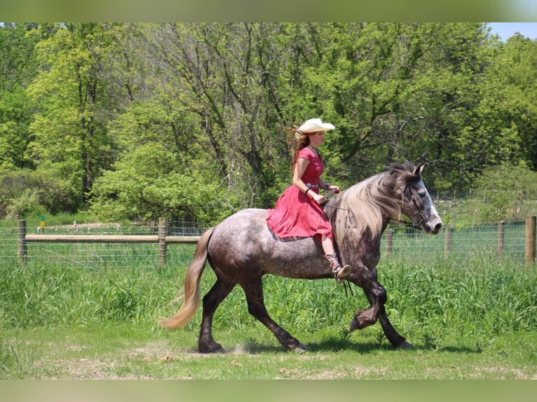 Percheron Gelding 6 years 15,3 hh Grey-Dapple in Howell MI