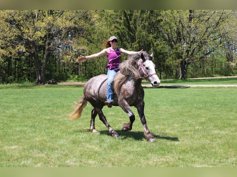 Percheron Gelding 6 years 15,3 hh Grey-Dapple in Howell MI