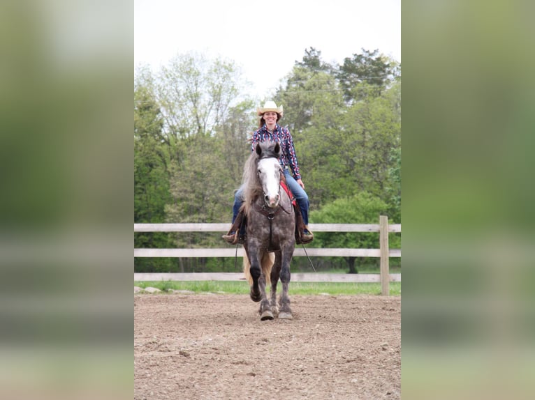 Percheron Gelding 6 years 15,3 hh Grey-Dapple in Howell MI