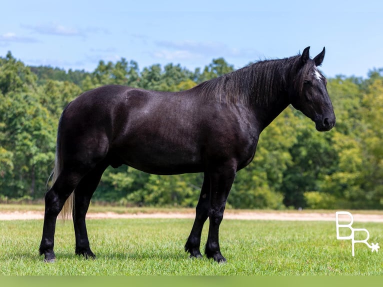 Percheron Gelding 6 years 16.1 hh Black in Mountain Grove MO