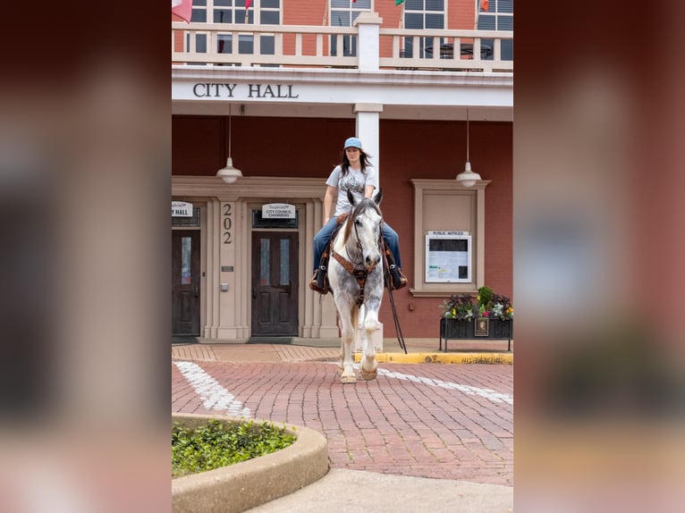 Percheron Gelding 6 years 16,1 hh Gray in Rusk tx