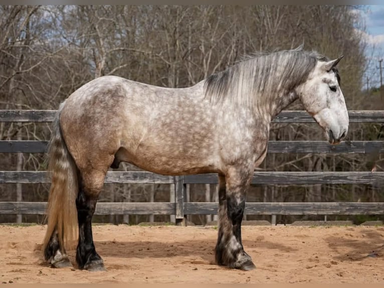 Percheron Mix Gelding 6 years 16.1 hh Grey in Clover