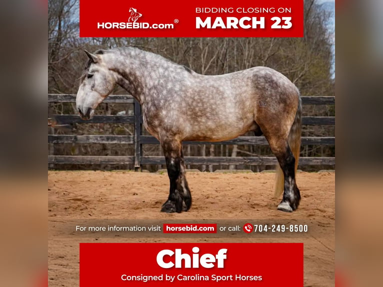 Percheron Mix Gelding 6 years 16.1 hh Grey in Clover
