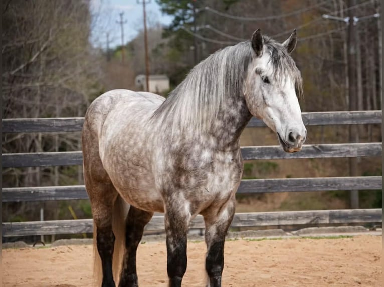 Percheron Mix Gelding 6 years 16.1 hh Grey in Clover
