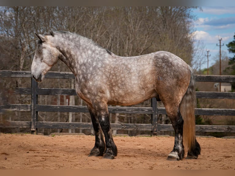 Percheron Mix Gelding 6 years 16.1 hh Grey in Clover
