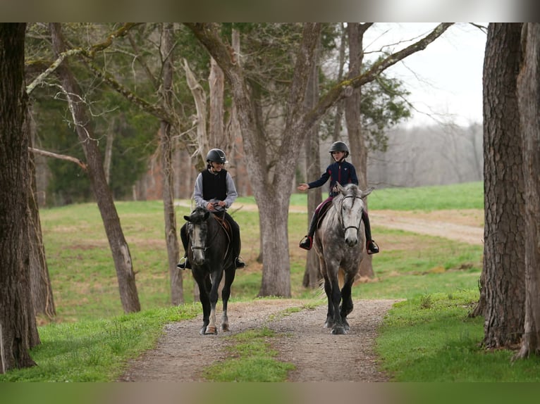 Percheron Mix Gelding 6 years 16.1 hh Grey in Clover