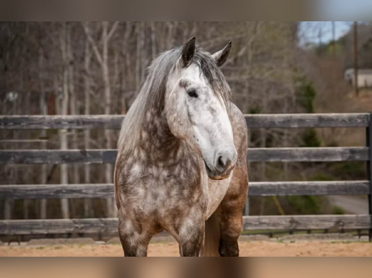 Percheron Mix Gelding 6 years 16.1 hh Grey in Clover
