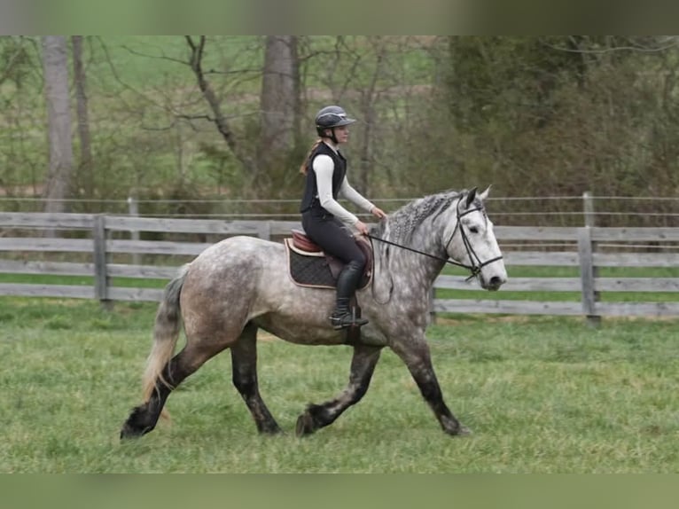 Percheron Mix Gelding 6 years 16.1 hh Grey in Clover