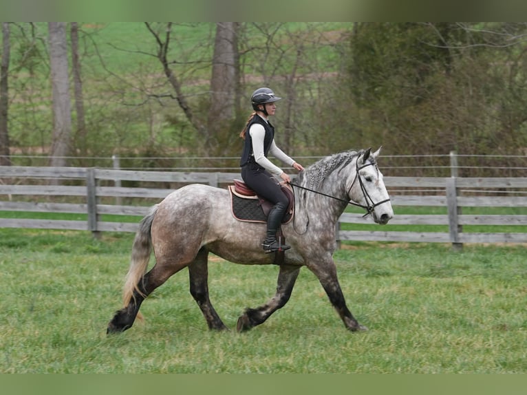 Percheron Mix Gelding 6 years 16.1 hh Grey in Clover