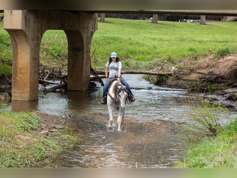 Percheron Gelding 6 years 16,1 hh Grey in Rusk tx