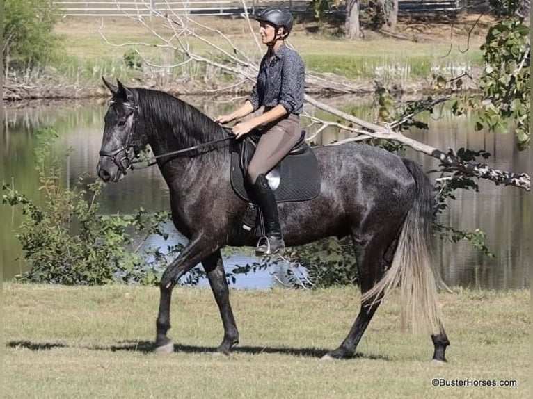 Percheron Gelding 6 years 16.1 hh Grey in Weatherford TX