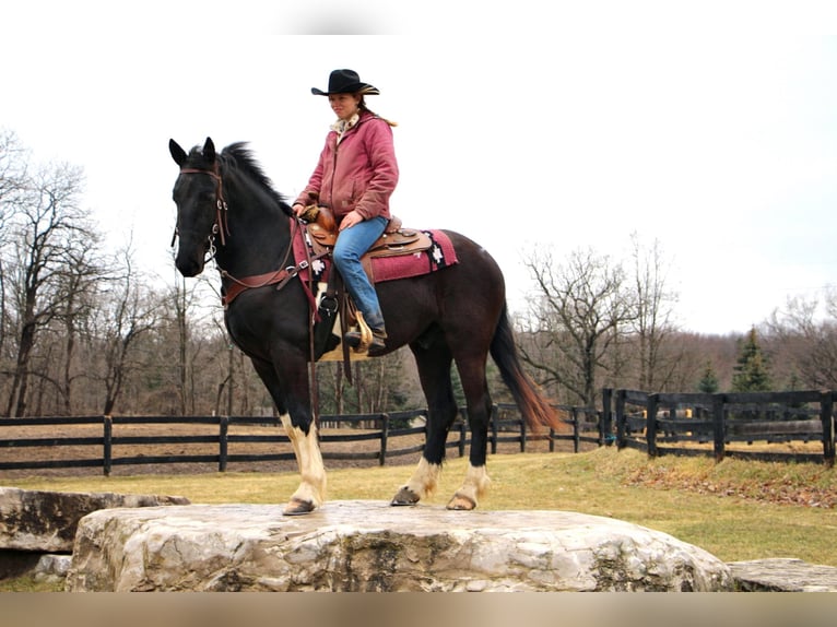 Percheron Gelding 6 years 16,1 hh Tobiano-all-colors in Highland MI