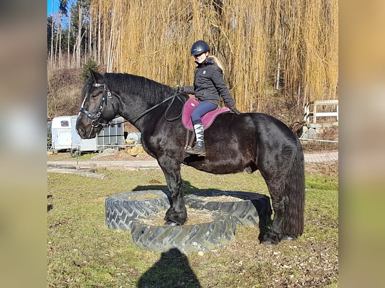 Percheron Gelding 6 years 16,2 hh Black in Bayerbach