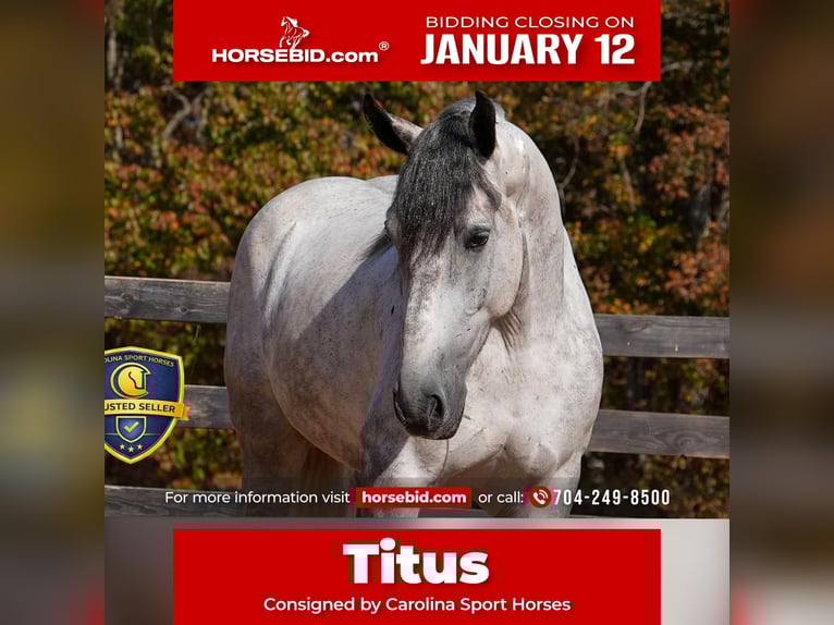 Percheron Mix Gelding 6 years 16,2 hh Grey-Dapple in Clover