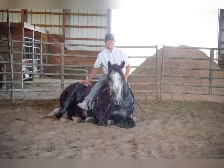 Percheron Gelding 6 years 16,3 hh Grey-Dapple in FLemingsburg Ky