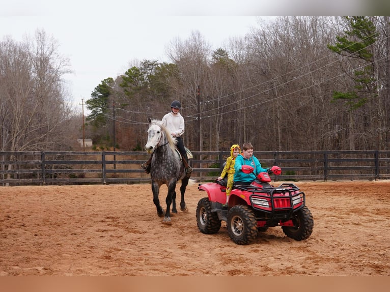 Percheron Mix Gelding 6 years 16.3 hh Grey in Clover