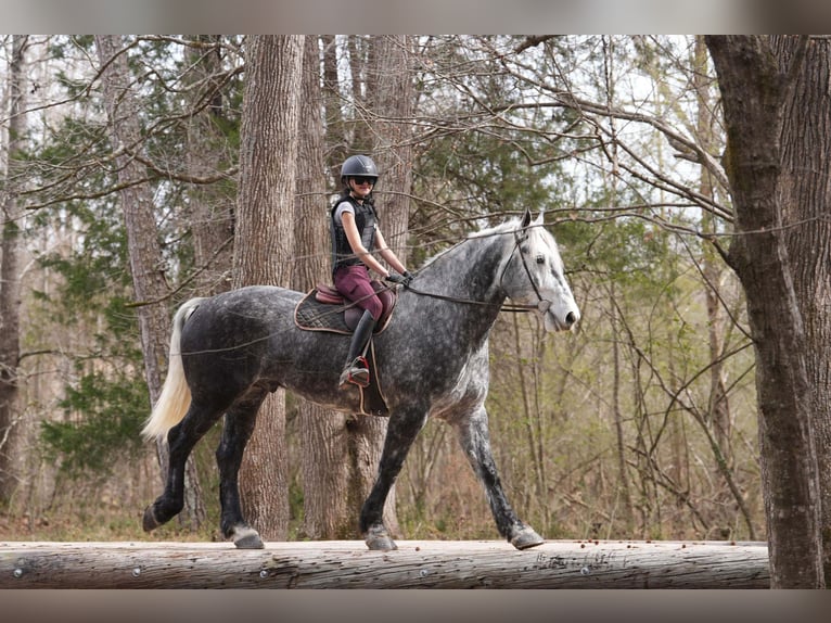 Percheron Mix Gelding 6 years 16.3 hh Grey in Clover