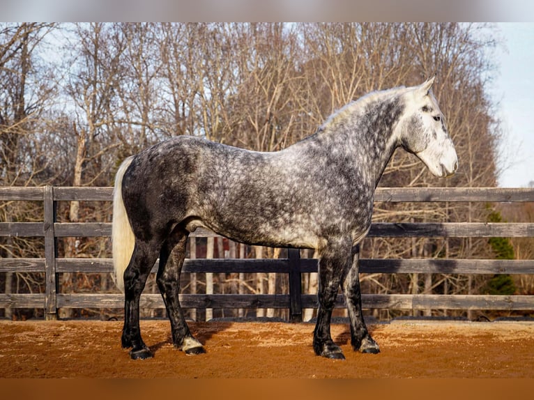 Percheron Mix Gelding 6 years 16.3 hh Grey in Clover