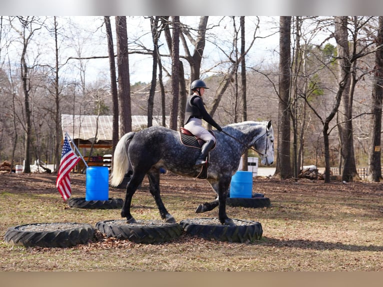 Percheron Mix Gelding 6 years 16.3 hh Grey in Clover