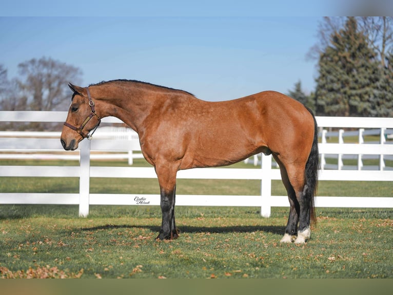 Percheron Mix Gelding 6 years 16 hh Buckskin in Independence