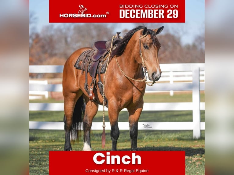 Percheron Mix Gelding 6 years 16 hh Buckskin in Independence