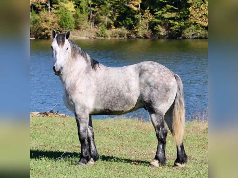 Percheron Gelding 6 years 16 hh Grey in Tompkinsville, KY