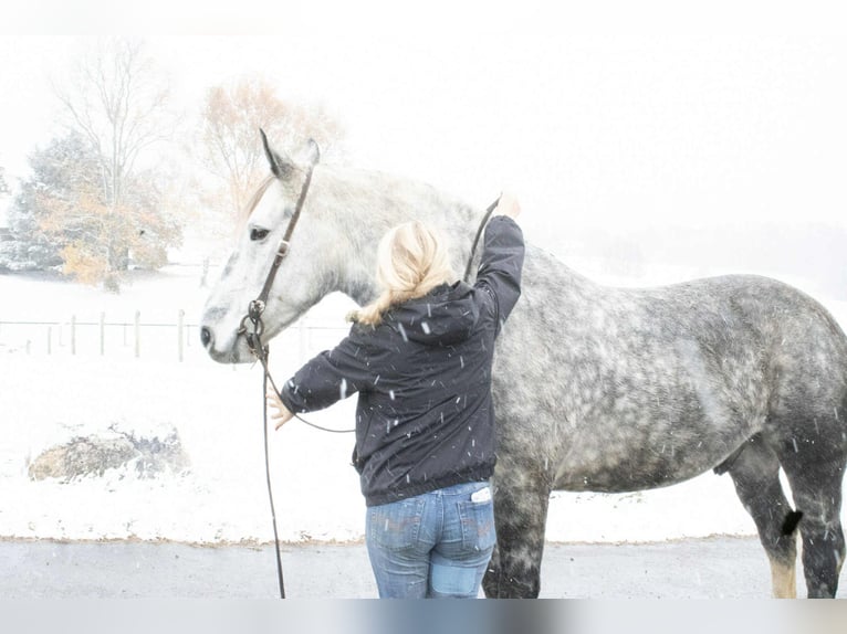 Percheron Mix Gelding 6 years 16 hh Grey in Jackson