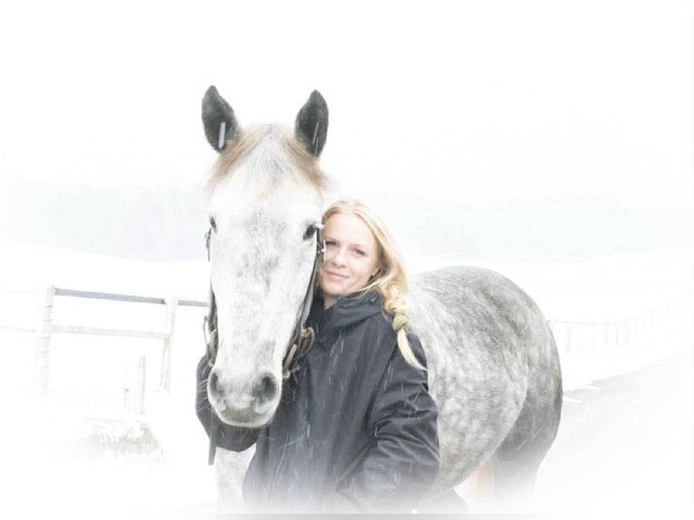 Percheron Mix Gelding 6 years 16 hh Grey in Jackson