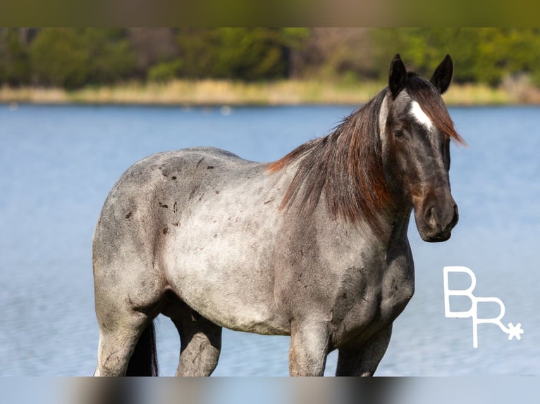 Percheron Gelding 6 years 16 hh Roan-Blue in Mountain Grove MO