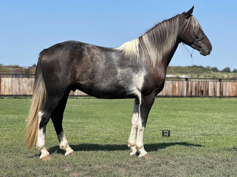 Percheron Gelding 6 years 16 hh Tobiano-all-colors in Jacksboro TX