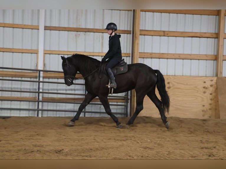 Percheron Gelding 6 years 16,1 hh Black in Howell, MI