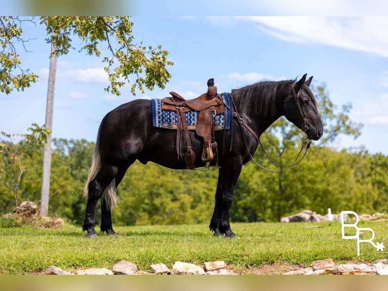 Percheron Gelding 6 years 16,1 hh Black in Mountain Grove MO