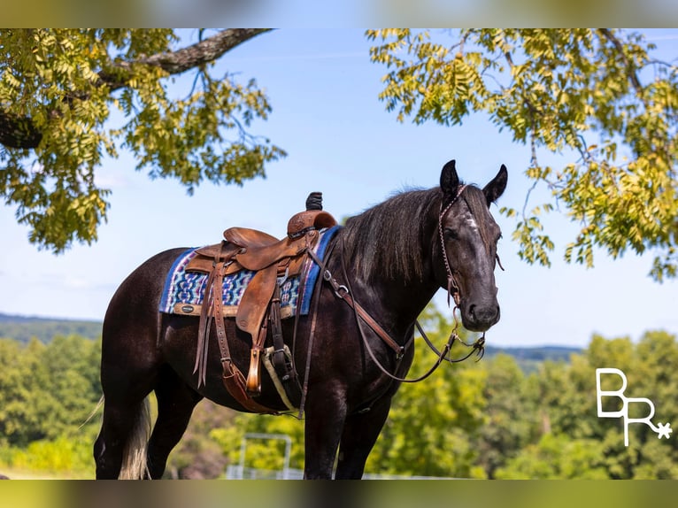 Percheron Gelding 6 years 16,1 hh Black in Mountain Grove MO