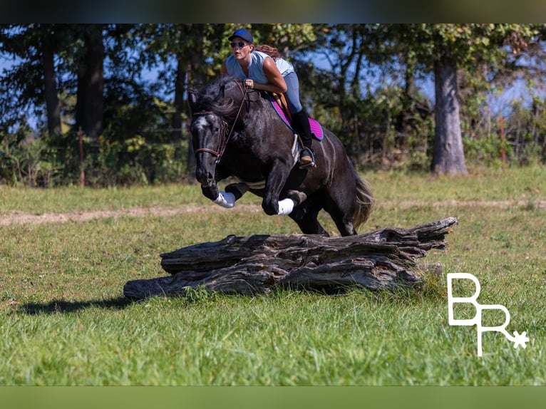 Percheron Gelding 6 years 16,1 hh Black in Mountain Grove MO