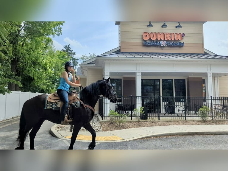 Percheron Mix Gelding 6 years 16,1 hh Black in Tuscarora, MD