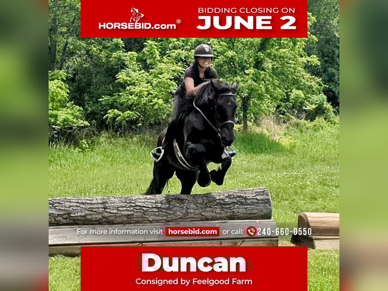 Percheron Mix Gelding 6 years 16,1 hh Black in Tuscarora, MD