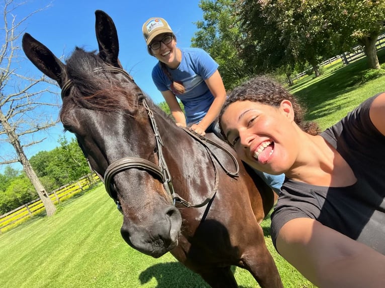 Percheron Mix Gelding 6 years 16,1 hh Black in Tuscarora, MD