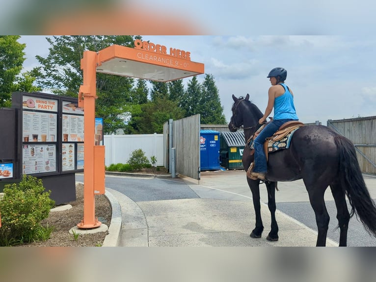 Percheron Mix Gelding 6 years 16,1 hh Black in Tuscarora, MD